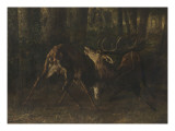 Le rut du printemps  combat de cerfs