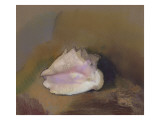 The Shell: Bottom Right  Small Shell  in the Shadow