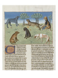 Le Livre de la chasse de Gaston Phébus : le chien courant