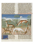 Le Livre de la chasse de Gaston Phébus : le lévrier