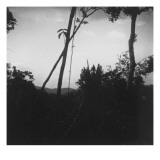 arbre