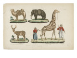 Le chameau  l'éléphant  le daim  la girafe