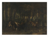 Le rut du printemps  combat de cerfs