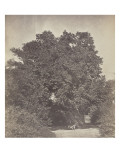 Arbre de la Sainte Vierge près du Caire