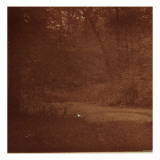 Sous bois