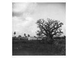 arbre