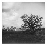 arbre