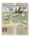 Le Livre de la chasse de Gaston Phébus : le renne et sa nature