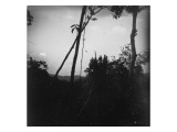 arbre