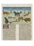 Le Livre de la chasse de Gaston Phébus : le chien d'oysel  chien d'arrêt