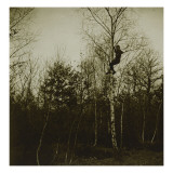 Arbres