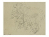 Trois études de loups