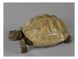 Tortue