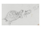 Etudes de tortue
