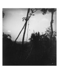 arbre