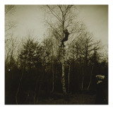 Arbres