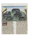 Le Livre de la chasse de Gaston Phébus : le sanglier et sa nature