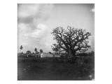 arbre
