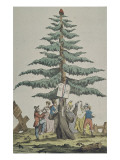 L'arbre de la liberté 
