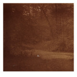 Sous bois