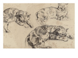 Trois études de chats allongés  la tête vers la droite