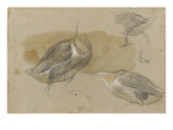 Trois études d'oiseaux palmipèdes sans têtes