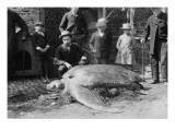 Tortue