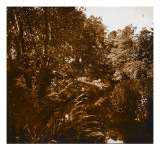 Sous-bois