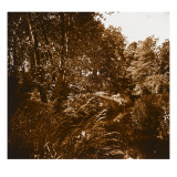 Sous-bois