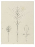 Etudes de bourgeons  frêne  géranium  hortensia entre 1866 et 1876