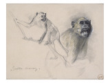 Deux études de singe