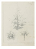 Etude de feuilles de echirops  de sphoerophalus  chardon cultivé  de chardon sauvage de la mer  de