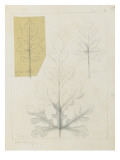 Etudes de feuilles de pastèque citrulus vulgaris  de géranium  de dielitra  entre 1866 et 1876