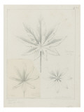 Etudes de feuilles d'aspérule  de palma Christian  de feuilles de pois  lupin blanche entre 1866