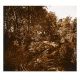 Sous-bois