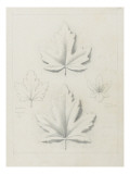 Etudes de feuilles de rosiers  de capucine élégante  de groseilles à maquereau entre 1866 et 1876