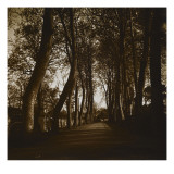 Sous-bois