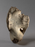 Vertèbre de gros mammifère gravée