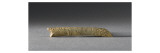 Baguette demi-ronde décorée  gravée Un phoque corps complet  motifs de chevrons