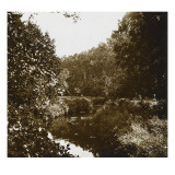 Sous-bois