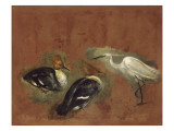 Deux canards et une aigrette garzette