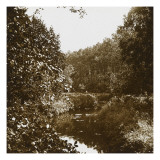 Sous-bois