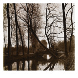 Sous bois
