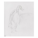 Canard sauvage