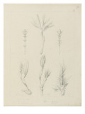 Etude de feuilles de vigne vierge  de thym  de sumac longifolius entre 1866 et 1876