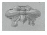 Modèle de récipient en forme de coléoptère affrontées(planche 3 de l'album