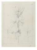 Trois études de feuilles de chêne  de querens sassiflora  querens ruhra  querens cocerina entre