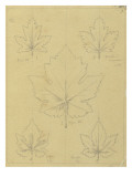 Etude de feuilles de ribes  groseilles à maquereau  de vigne  de houblon entre 1866 et 1876