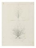 Etude de feuilles de papayes  d'arbre à pain à graines avortées entre 1866 et 1876