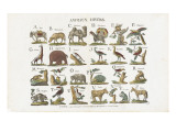 Animaux divers